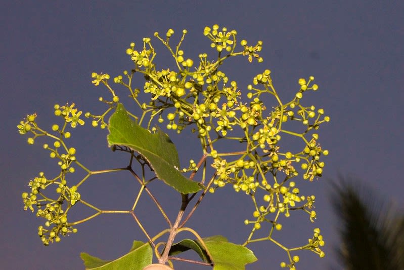 Cassine glauca Flowers (Photo Credit: Dr. Satish Phadke)