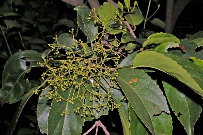 Cassine glauca Leaves (Photo Credit: Dr. Satish Phadke)